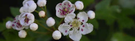 Hawthorn blossom